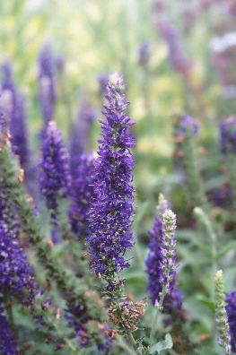 Veronica alpina ‘Goodness Grows’ flowers 1 of 1